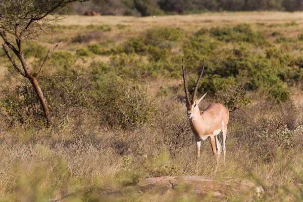 Safari im Samburu National Reserve