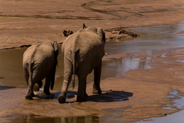 Safari im Samburu National Reserve