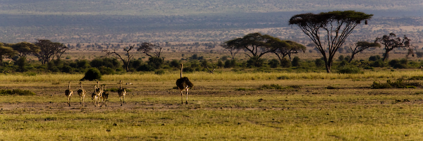 Safari im Amboseli National Park