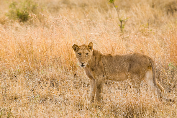 Safari im Krüger Nationalpark